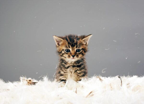 A kitten sitting on top of some feathers