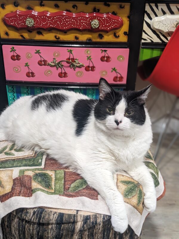 A black and white cat is sitting on the chair