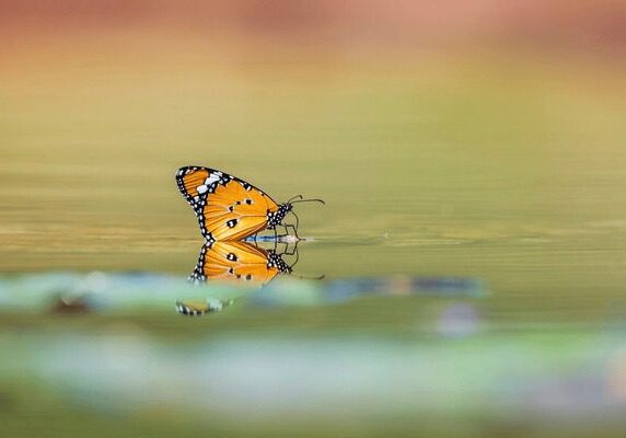 A butterfly is sitting on the water