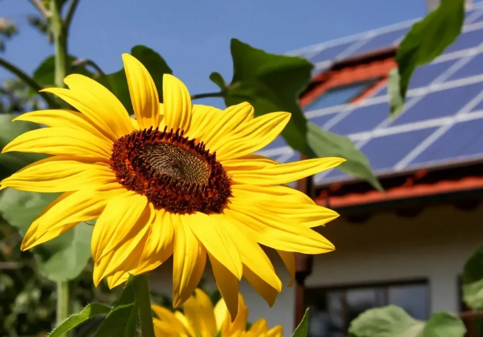 A sunflower with leaves and a house in the background.