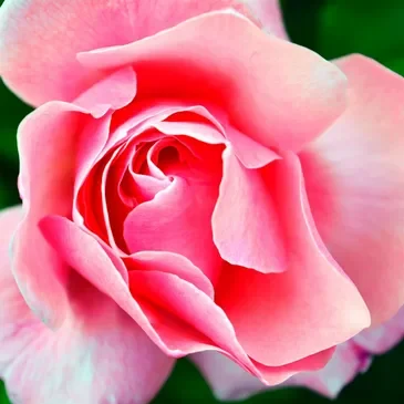 A pink rose with green leaves in the background.